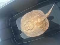 Large Albion female ray