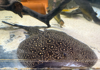Pearl hybrid ray and fish for sale