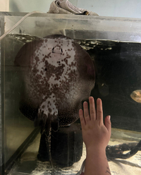Pearl hybrid ray and fish for sale