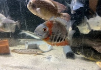 Pearl hybrid ray and fish for sale