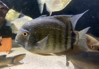 Pearl hybrid ray and fish for sale