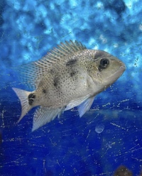 Pearl hybrid ray and fish for sale