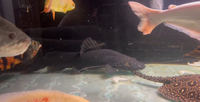 Pearl hybrid ray and fish for sale