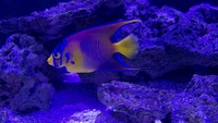 Queen Angelfish