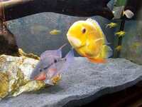 Re - home Severum and firemouth