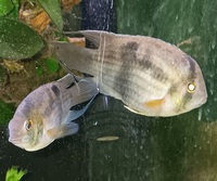 Bonded pair of keyhole cichlids