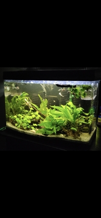 Tropical fish for sale plecos Corys guppys tetras etc