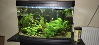 Tropical fish for sale plecos Corys guppys tetras etc