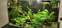 Tropical fish for sale plecos Corys guppys tetras etc
