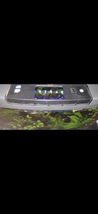 Tropical fish for sale plecos Corys guppys tetras etc