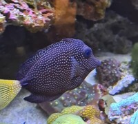 Gem Tang for sale