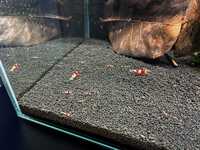 Crystal Red Shrimp