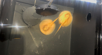 Albion sting ray pups 5inch SOLD