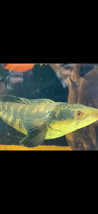 23inch emperor snakehead. £85