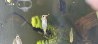 Boesemani Rainbow Juveniles