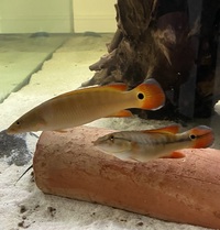 Pike Cichlid pair Xingu 1 Orange £150