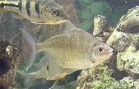 Aquarium fish available closing all tanks down