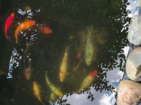 Koi and Goldfish