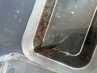Baby axolotls
