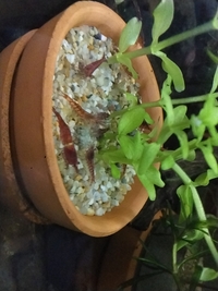 10 low grade cherry shrimp £7