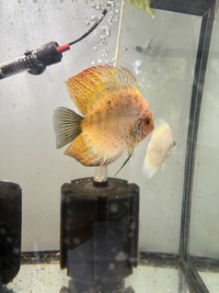 5 discus for sale