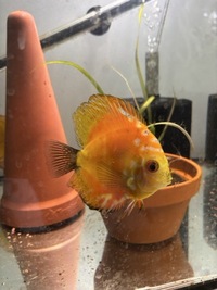 5 discus for sale