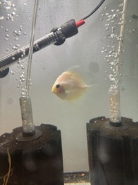 5 discus for sale