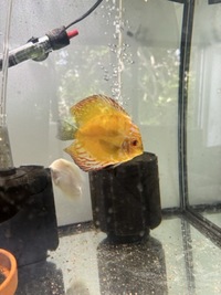 5 discus for sale