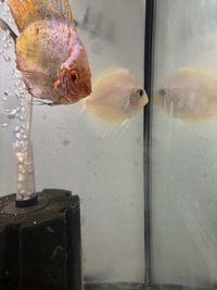 5 discus for sale
