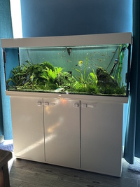 Complete set up Juwel RIO 240 - £160 ono