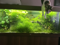 Fish & Plants Fully stocked tank – so sad to rehome but Im moving house soon