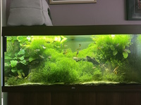 Fish & Plants Fully stocked tank – so sad to rehome but Im moving house soon