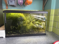 All live stock to go - FISH AND PLANTS