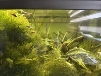 All live stock to go - FISH AND PLANTS