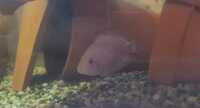 Polar parrot and Convict/Platinum mix breeding pair and others