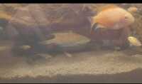 Polar parrot and Convict/Platinum mix breeding pair and others