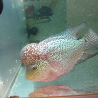 Kamfa f2 flowerhorn
