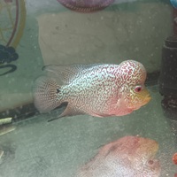 Kamfa f2 flowerhorn