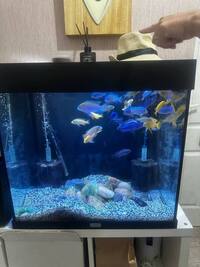 over 60 malawi fish £80 the lot
