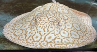 Golden Base Albino X Albino Pearl Female Stingray Pup