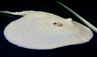 Golden Base Albino X Albino Pearl Female Stingray Pup