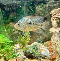 Adult Texas Cichlid Female £60