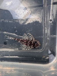L333 pleco - £10 each - 20+ available