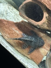 L333 pleco breeding group - £400