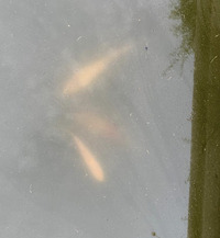 Moving pond - need homes