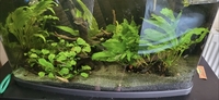 Tropical fish for sale Corys guppys tetras etc reduced 70.00