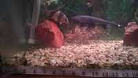 11 inch black ghost knife fish