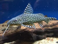8 inch Synodontis Angelicus catfish