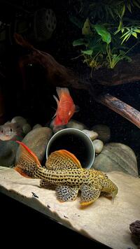 Large L25 Pleco 10 to 11 nches