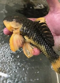 Pleco L056